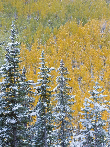 USA, Colorado, Grand Mesa. Early snowfall on forest