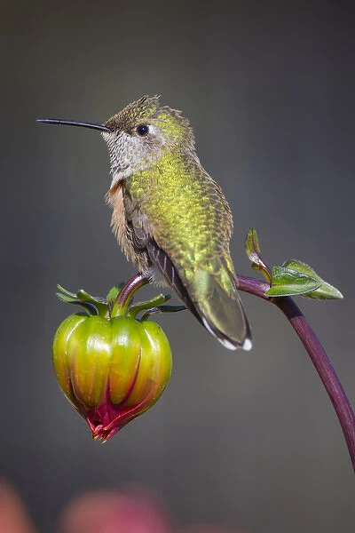 USA, Colorado. Hummingbird rests on flower bud