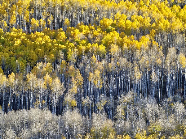 USA, Colorado, Maroon Bells-Snowmass Wilderness. Fall colors on Aspen trees