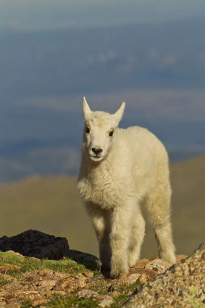 USA, Colorado, Mount Evans. Front view of mountain goat kid