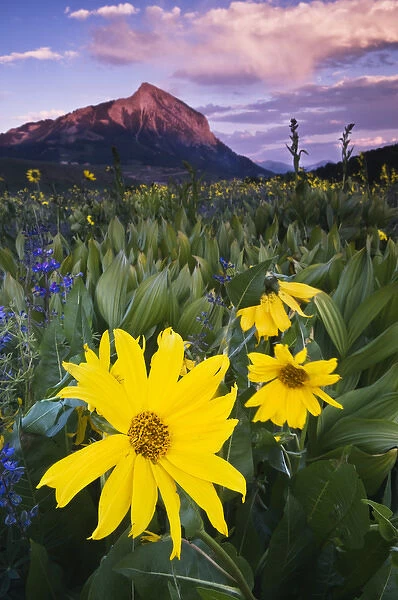 USA, Colorado, Mt. Crested Butte. Meadow wildflowers at sunset
