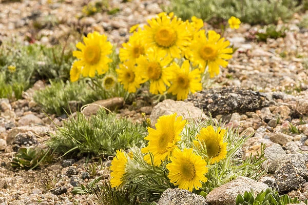 USA, Colorado, Mt. Evans. Alpine sunflowers close-up