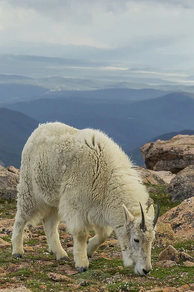 USA, Colorado, Mt. Evans. Mountain goat grazing