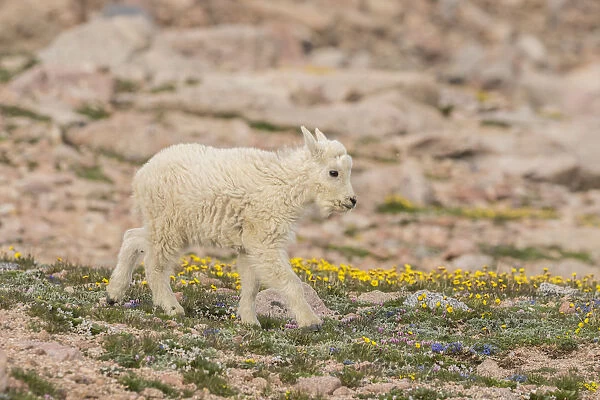 USA, Colorado, Mt. Evans. Mountain goat kid