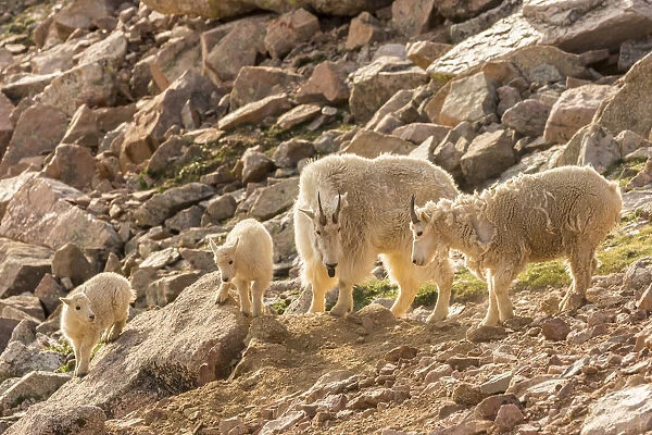 USA, Colorado, Mt. Evans. Mountain goat nanny and kids