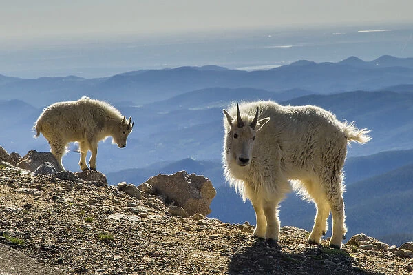 USA, Colorado, Mt. Evans. Mountain goats and scenery