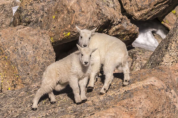USA, Colorado, Mt. Evans. Young mountain goats on rocks