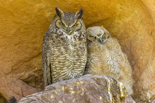 USA, Colorado, Red Rocks State Park. Great horned owl and owlet at nest in rocks