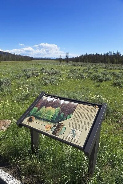 USA, Colorado, Rocky Mountain National Park, interpretive sign about beetle kill