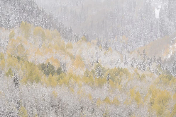 USA, Colorado, San Juan Mountains. Freshly falling snow on aspen forest. Credit as