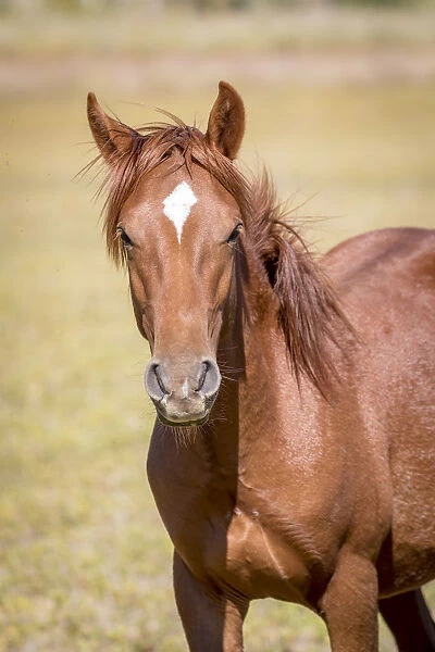 USA, Colorado, San Luis. Wild horse close-up