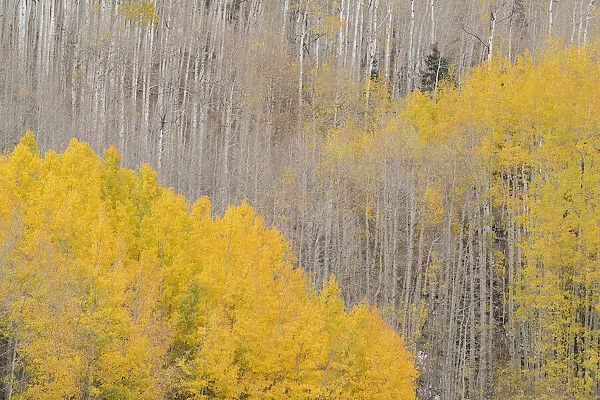 USA, Colorado, Uncompahgre National Forest. Autumn-colored aspens