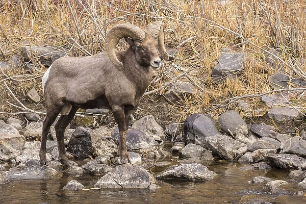 USA, Colorado, Waterton Canyon. Bighorn sheep ram and stream