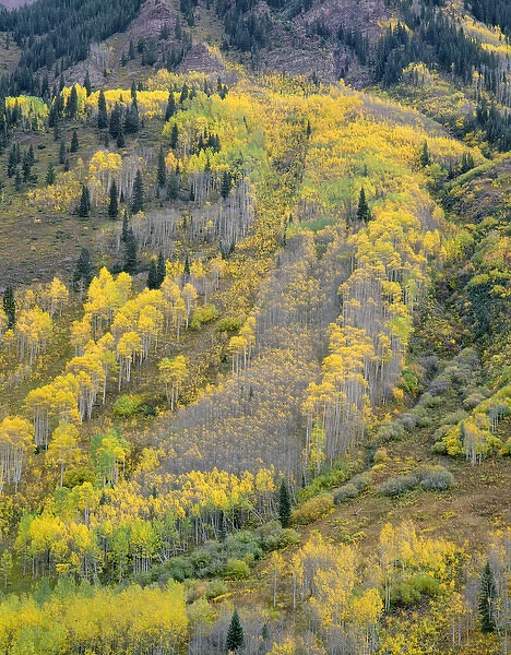 USA, Colorado, White River National Forest, Autumn colored quaking aspen (Populus tremuloides)