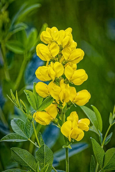 USA, Colorado, Young Gulch. Close-up of yellow banner flowers