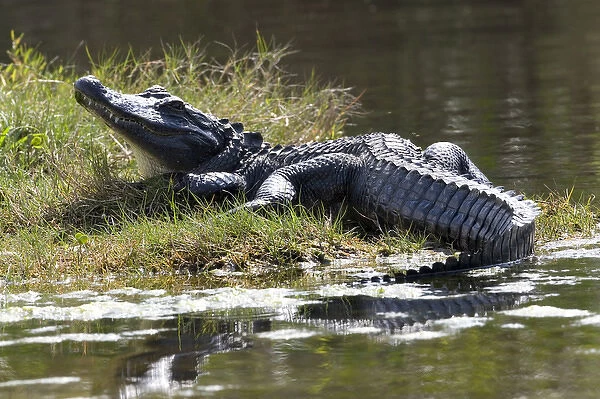 USA - Florida - American Alligator