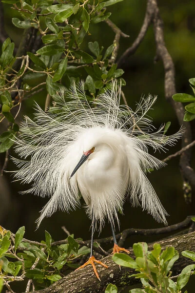 USA, Florida, Anastasia Island, Alligator Farm. Snowy egret in breeding plumage. Credit as