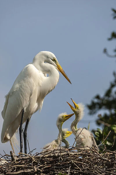 USA, Florida, Anastasia Island. Great egret parent feeding chicks on nest