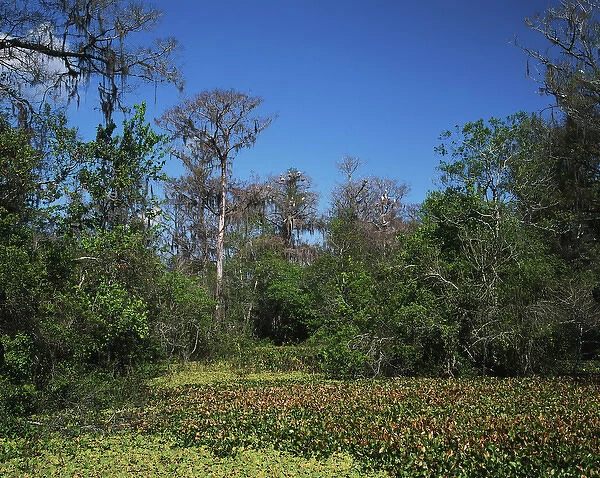 USA, Florida, Corckscrew Swamp Sanctuary, Cypress swamp with nesting wood with storks