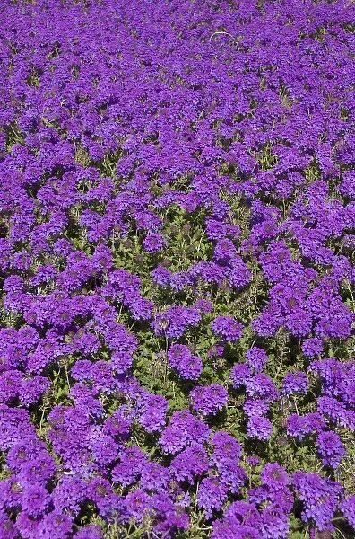 USA, Florida, Flagler, Palm Coast, purple flowers at Ginn Hammock Beach Resort