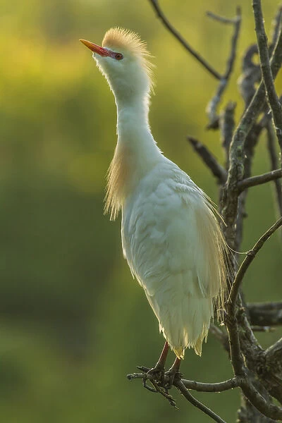 USA, Florida, Gatorland. Cattle egret in breeding plumage