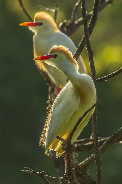 USA, Florida, Gatorland. Two cattle egrets in breeding plumage