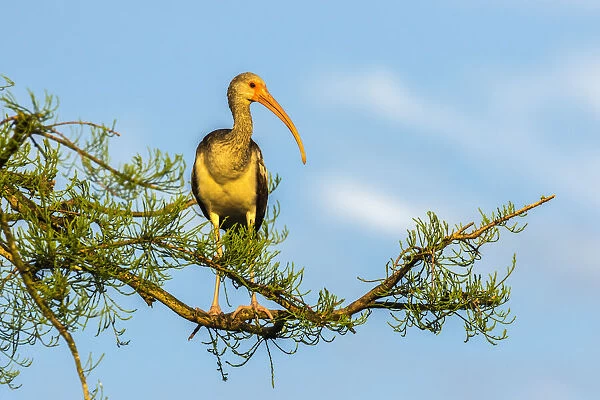 USA, Florida, Orange County, Gatorland. Immature white ibis on tree