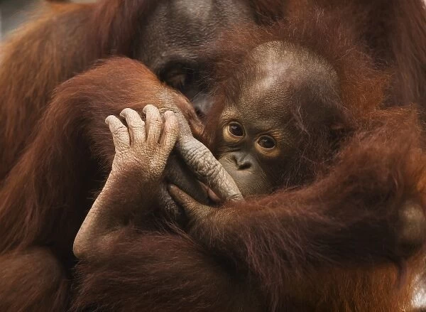 USA; Florida; Pensacola. Mother and baby orangutan at zoo