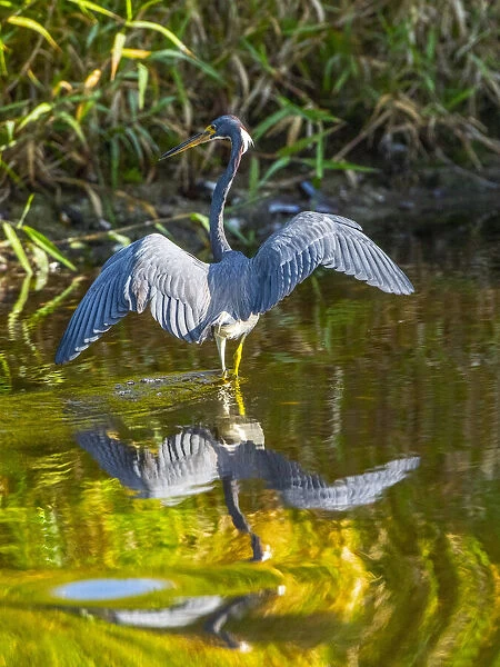 USA, Florida, Sarasota, Myakka River State Park, Tricolored Heron