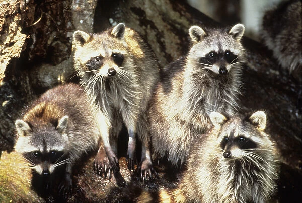 USA, Florida, Silver Springs. Raccoon family portrait