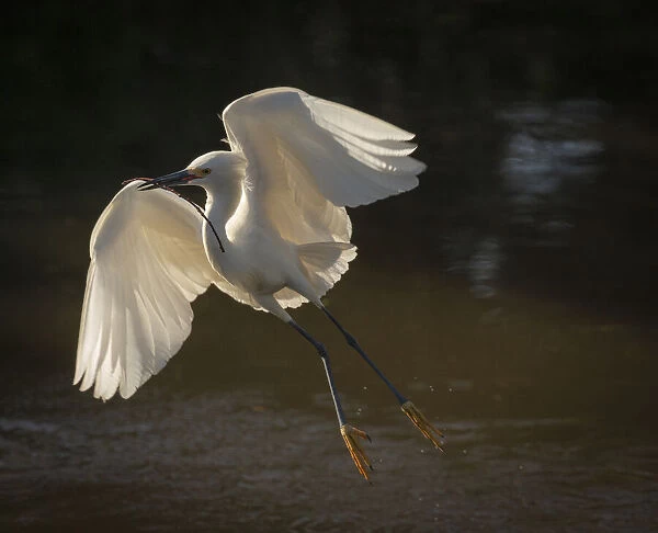 USA, Florida. Snowy egret flying up to nest