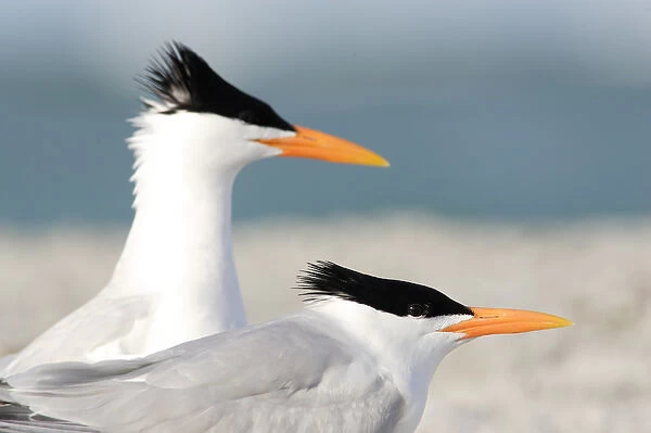 USA, Florida, South Lido Beach, Pair of Royal Terns, Sterna maxima