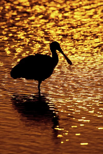 USA, Florida, Vierra Wetlands. Silhouette of roseate spoonbill standing in water at sunset