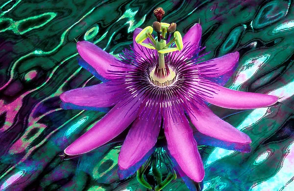 USA, Georgia, Alpharetta. Detail of passion flower on stained glass. Credit as: Charles R