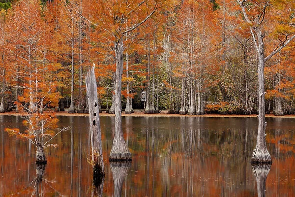 USA, Georgia. Cypress trees with wood duck box in the fall at George Smith State Park