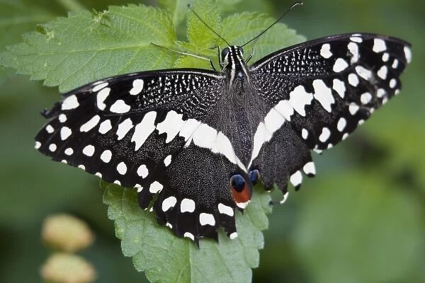 USA, Georgia, Pine Mountain. A swallowtail butterfly