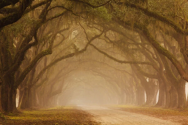USA; Georgia; Savannah; Fog and Oak trees along drive at Wormsloe Plantation