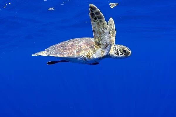 USA, Hawaii, Big Island, Underwater view of small endangered Green Sea Turtle (Chelonia