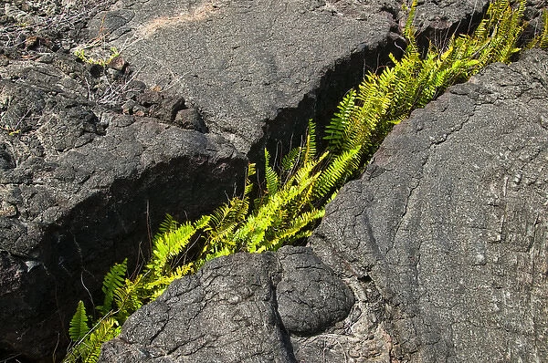 USA, Hawaii. Fern growing from a crack in cooled lava