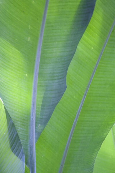 USA, Hawaii, Kauai, Banana leaves