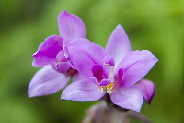 USA, Hawaii, Kauai. Close-up of wild orchid flower