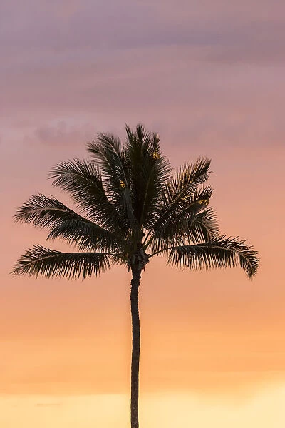 USA, Hawaii, Kauai, Lawai. Palm tree at sunset