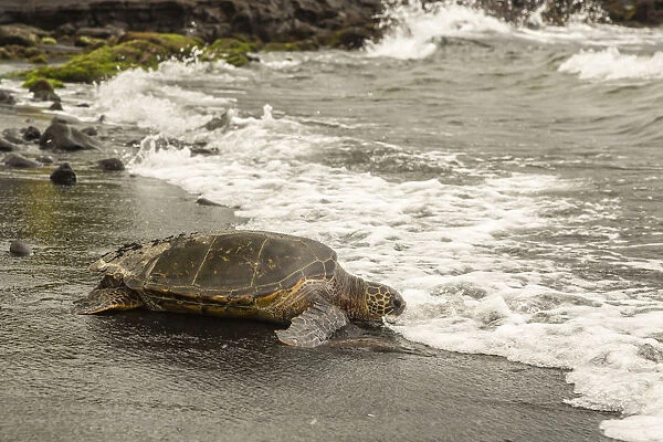 USA, Hawaii, Punalu u Black Sand Beach. Green sea turtle entering surf. Credit as