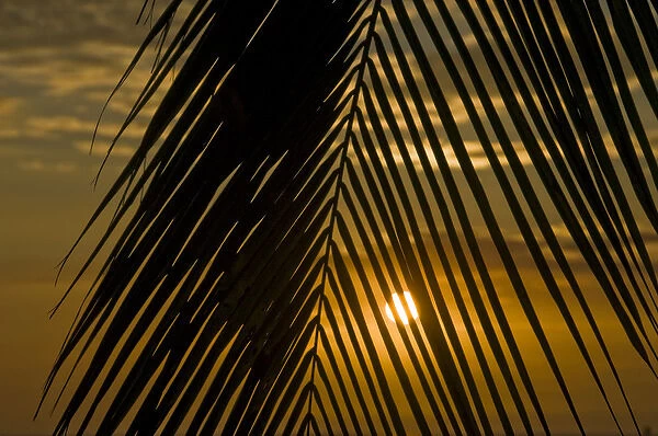 USA, Hawaii. Sunset over the Pacific Ocean seen through the leaves of a palm tree