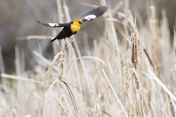 USA, Idaho, Market Lake Wildlife Management Area. Yellow-headed blackbird flying. Credit as
