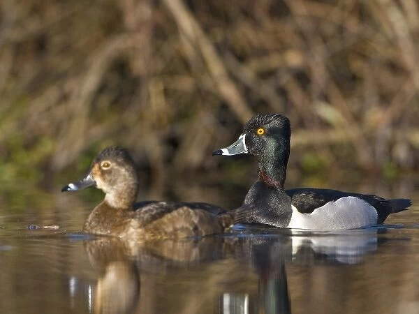 USA, Lake Washington, Seattle, Washington. Male and female Ring-necked Ducks on lake near Union Bay