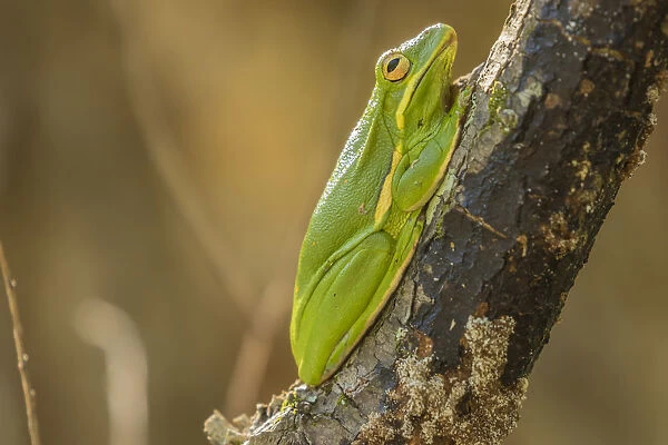 USA, Louisiana, Atchafalaya National Wildlife Refuge. Green tree frog close-up. Credit as