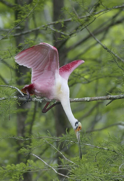 USA, Louisiana, Lake Martin. Roseate spoonbill stretches to break off branch for nesting material