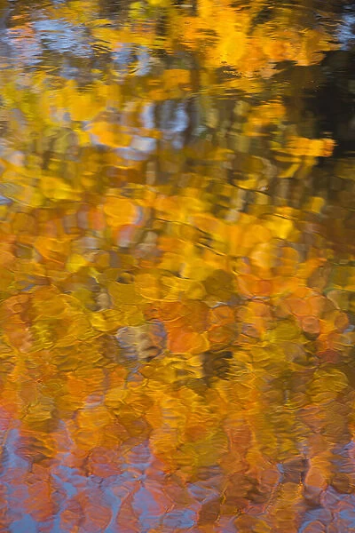 USA, Maine. Abstract reflections in a pond in Acadia National Park