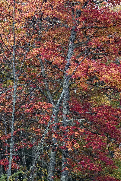 USA, Maine. Autumn foliage, Sugar Maple (Acer saccharum), Sieur de Monts, Acadia National Park